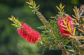 Weeping Bottlebrush
